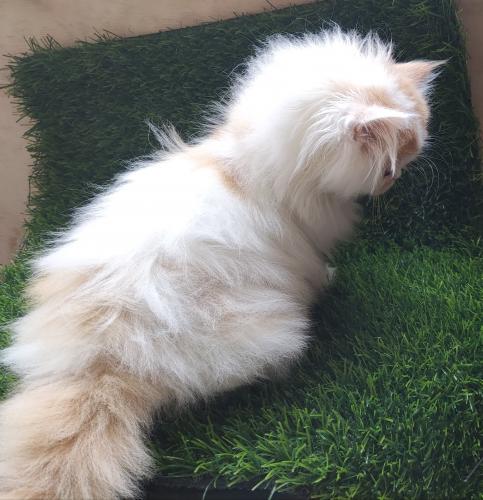 Se vende gatito persa clsico de dos meses y - Imagen 2