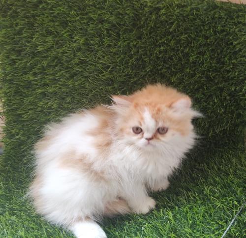 Se vende gatito persa clsico de dos meses y - Imagen 3