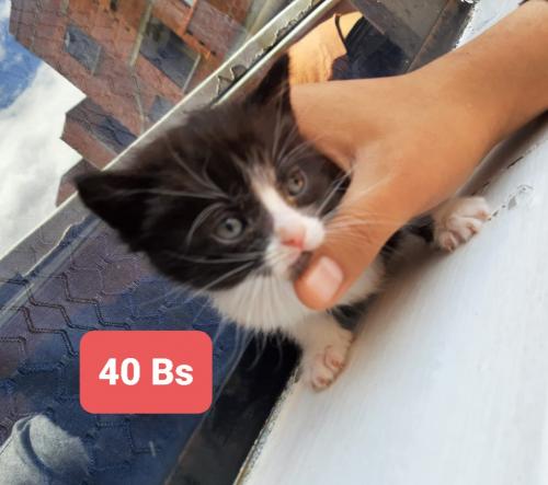 Se vende hermosos gatitos consultas al 6056 - Imagen 2