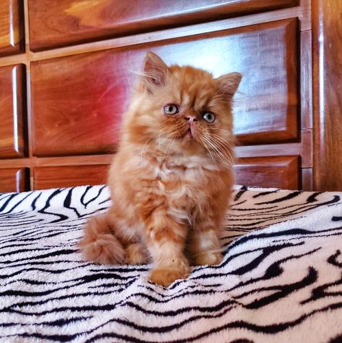 Hermosas gatitas persas de 2 meses y medio de - Imagen 1