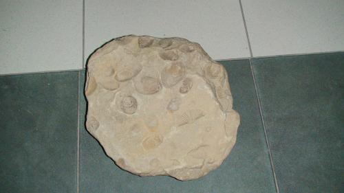 Vendo fósiles de diversos tipos y tamaños  - Imagen 1