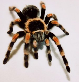 en venta tarantulas para mascota quedan 3 ref - Imagen 1